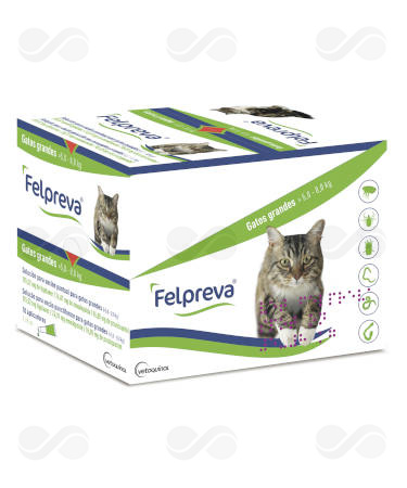 FELPREVA GATO GRANDE >5-8 KG 10 PIP